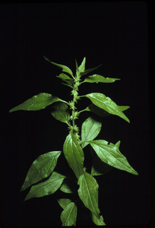 10.Parietaria pensylvanica, _plant_+_leaf_+_flower_+_fruit, _TR21.320.jpg