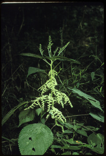11.Laportea canadensis, _plant_+_leaf_+_flower_+_fruit, _UF34.320.jpg