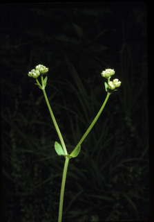 14.Valerianella radiata, _leaf_+_flower, _TF33.320.jpg