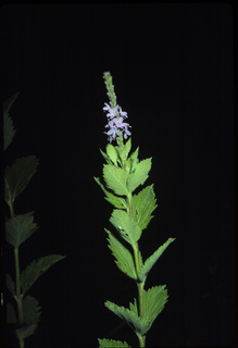 18.Verbena stricta, _plant_+_leaf_+_flower, _SJ31.320.jpg