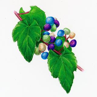Ampelopsis brevipedunculata, _five_berry_colors_with_leaves.JP80279_12.320.jpg