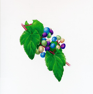 12.Ampelopsis brevipedunculata, _five_berry_colors_with_leaves.320.jpg
