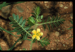 35.Tribulus terrestris, _plant_+_leaf_+_flower, _GY.320.jpg