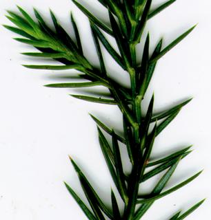 JP80049 70.Juniperus_leaves.320.jpg