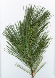 Pinus strobus, _branch.JP80032_05.320.jpg