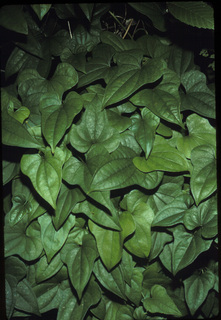 08.Dioscorea oppositifolia, _leaf, _PP35.320.jpg