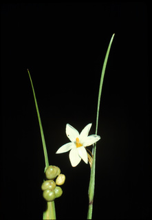 03.Sisyrinchium campestre, _leaf_and_flower, _GY.320.jpg