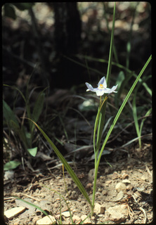 09.Nemastylis geminiflora, _plant_and_flower, _GY2.320.jpg