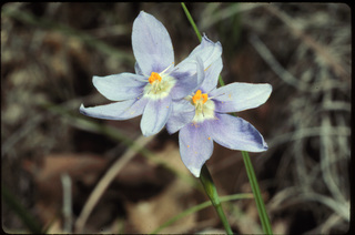 12.Nemastylis geminiflora, _flower, _GY3.320.jpg