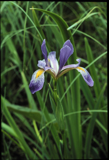 13.Iris virginica, _flower, _GZ1.320.jpg
