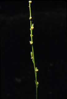 16.Triglochin palustris, _flower_and_fruit, _SK17.320.jpg