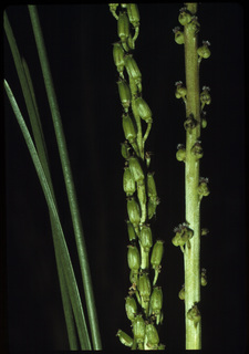 17.Triglochin maritima, _leaf_and_flower, _GY.320.jpg