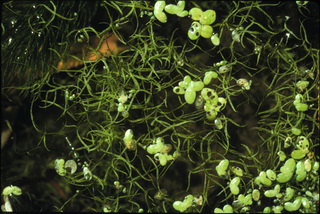 58.Spirodela polyrhiza, _plant, _YI3.320.jpg