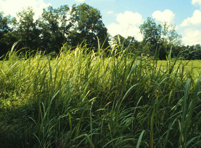 Picture of Sorghum halepense here. (Nonflowering)