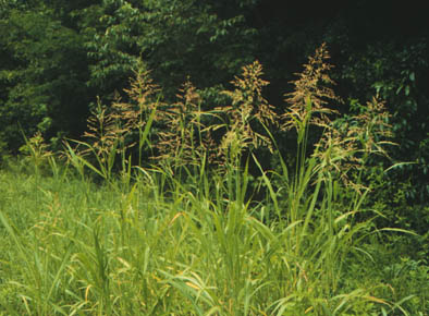 Picture of Sorghum halepense here.