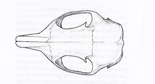 Sciurus carolinensis.dorsal.320.jpg