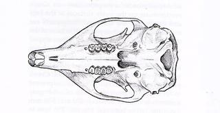 Sciurus carolinensis.ventral.320.jpg