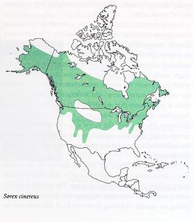 Sorex cinereus_map.Smithsonian.320.jpg