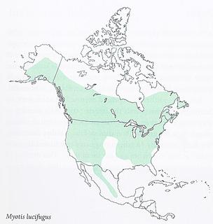 Myotis lucifugus_map.Smithsonian.320.jpg