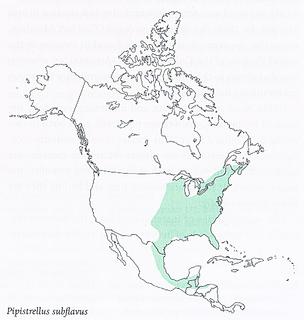 Pipistrellus subflavus_map.Smithsonian.320.jpg