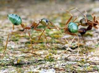 Oecophylla smaragdina, Green Tree Ant