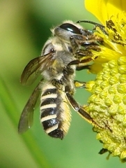 Megachile inimica